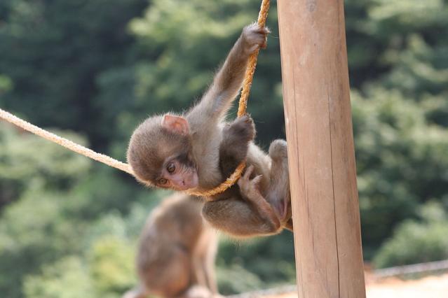 Iwatayama Monkey Park